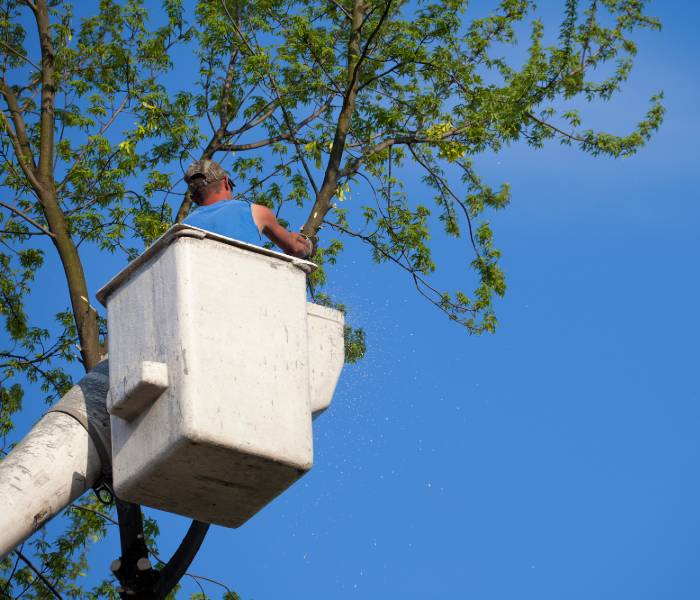 limb & branch removal in pittsburgh