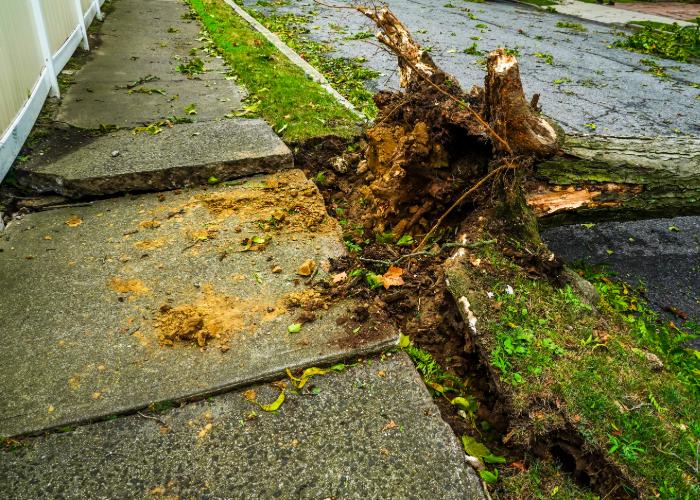 tree stump removal pittsburgh