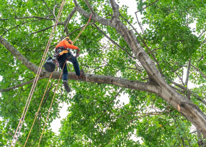 professional tree care pittsburgh